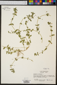 Lysimachia arvensis image