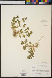 Lysimachia arvensis image