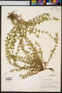 Lysimachia arvensis image