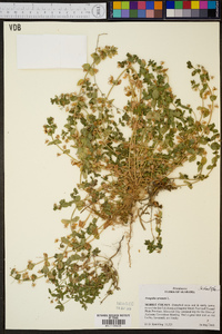 Lysimachia arvensis image