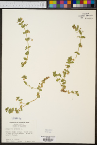 Lysimachia arvensis image
