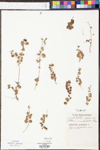 Lysimachia nummularia image