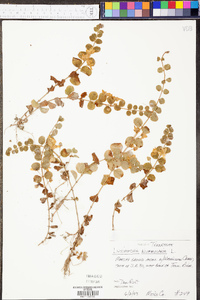 Lysimachia nummularia image