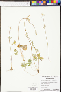 Anemone berlandieri image