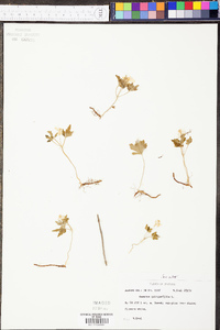 Anemone quinquefolia image