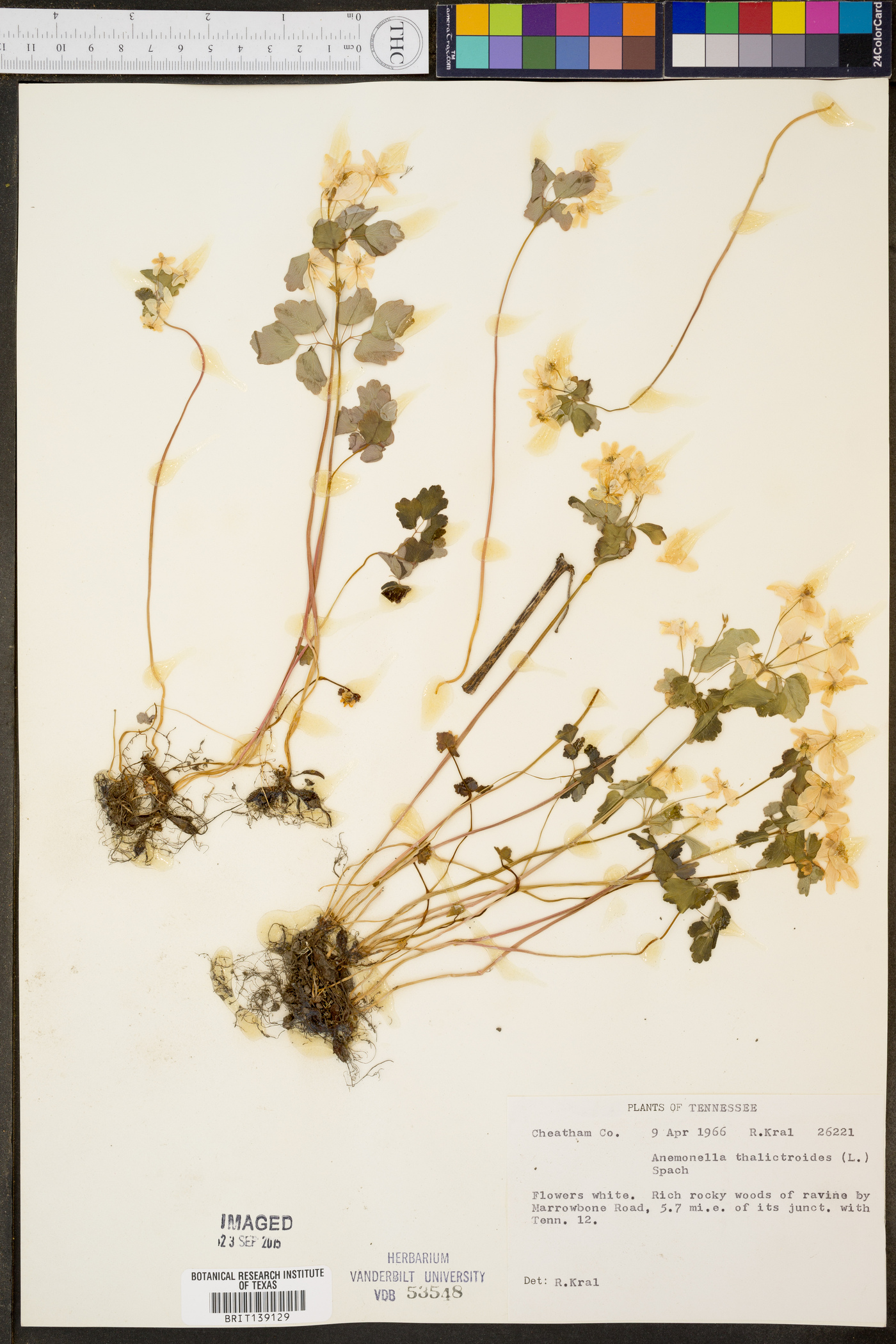 Anemonella thalictroides image
