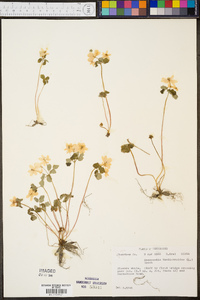 Anemonella thalictroides image