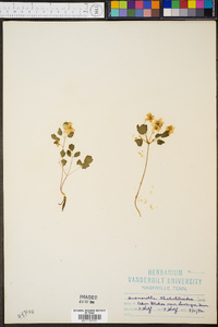 Anemonella thalictroides image