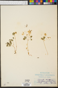 Anemonella thalictroides image