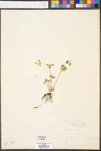 Thalictrum clavatum image