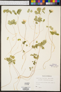 Anemonella thalictroides image