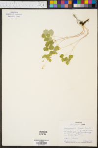 Anemonella thalictroides image