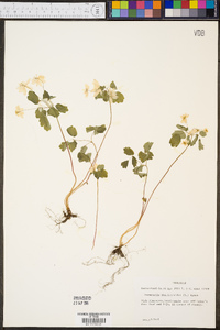 Anemonella thalictroides image