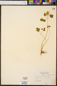 Anemonella thalictroides image