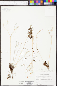 Talinum teretifolium image