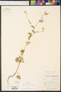 Delphinium ajacis image