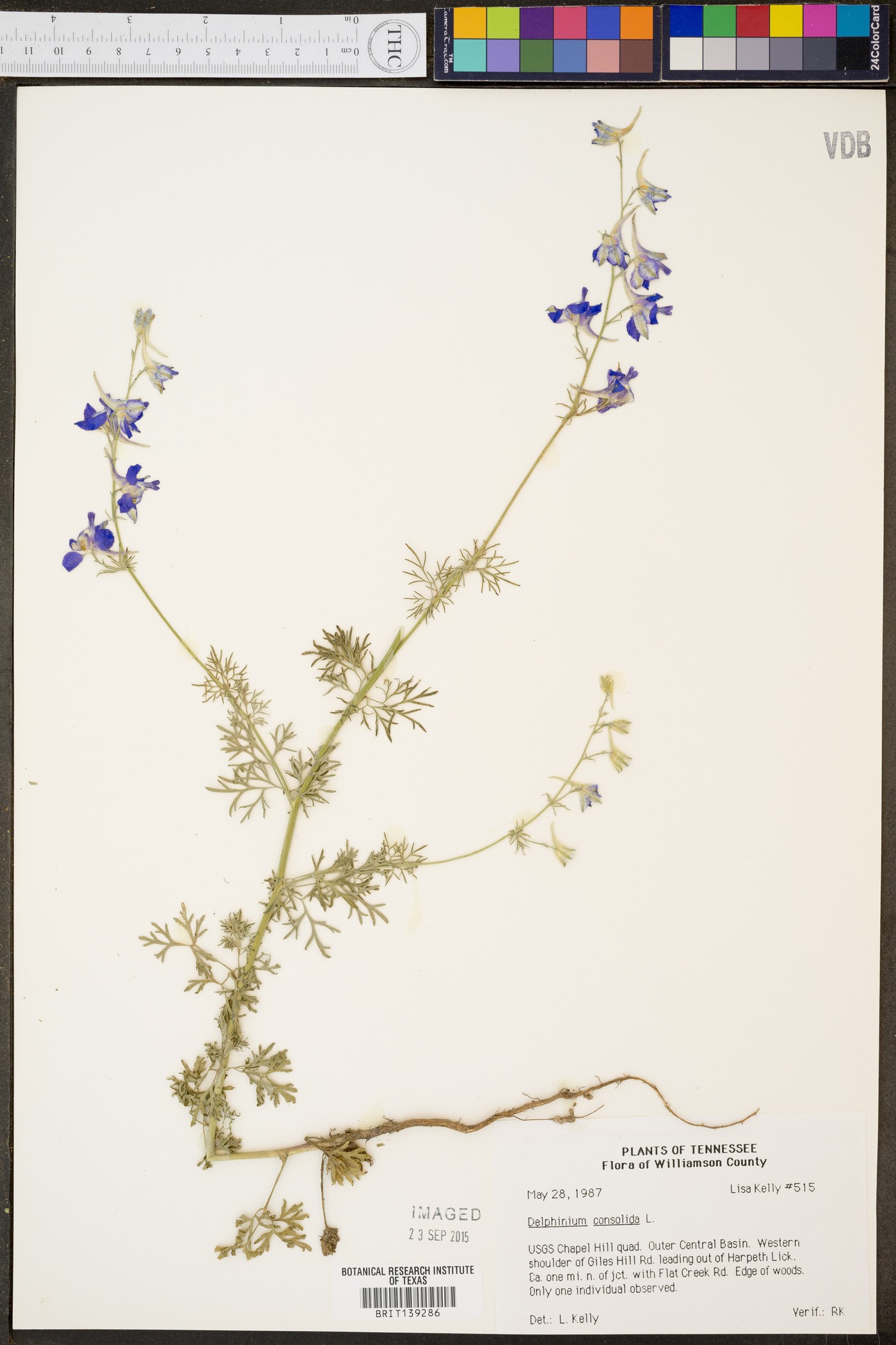 Delphinium consolida image