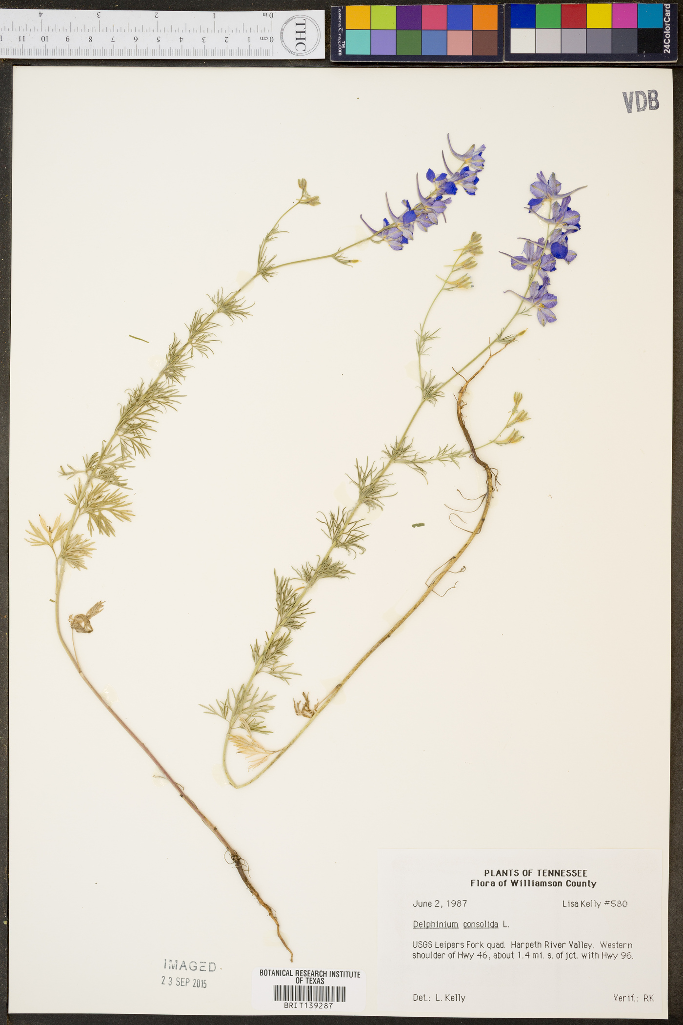 Delphinium consolida image