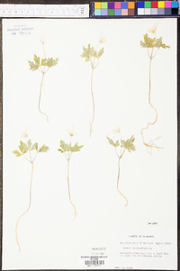 Anemone quinquefolia image