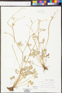 Ranunculus carolinianus image