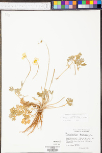 Ranunculus bulbosus image