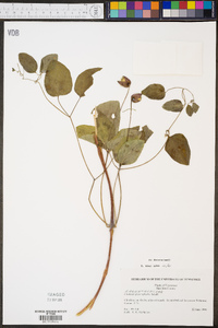 Clematis glaucophylla image