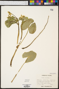 Caltha palustris image