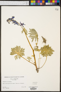 Delphinium tricorne image