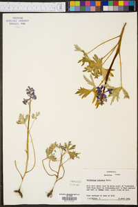 Delphinium tricorne image