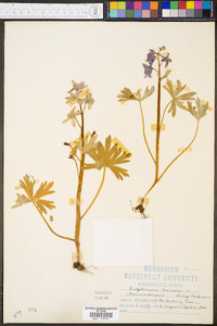 Delphinium tricorne image