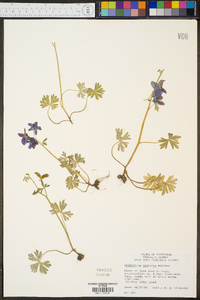 Delphinium tricorne image