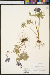 Delphinium tricorne image