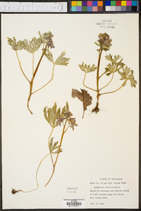 Delphinium tricorne image