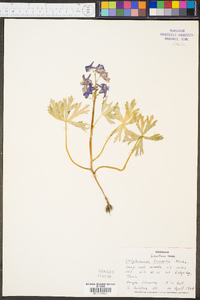 Delphinium tricorne image