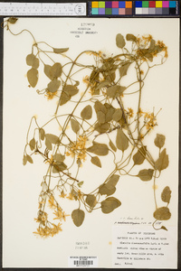 Clematis maximowicziana image