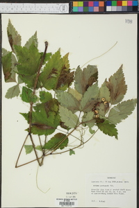 Actaea pachypoda image