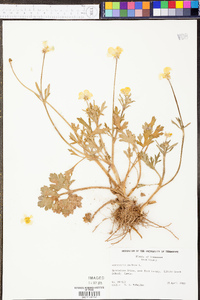 Ranunculus bulbosus image