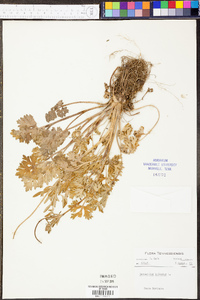 Ranunculus bulbosus image