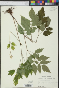 Actaea pachypoda image