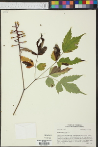 Actaea pachypoda image