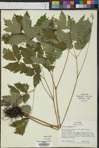 Actaea pachypoda image