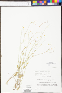 Ranunculus laxicaulis image