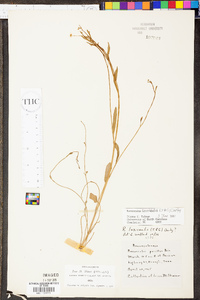 Ranunculus laxicaulis image