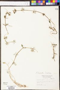 Ranunculus aquatilis var. diffusus image