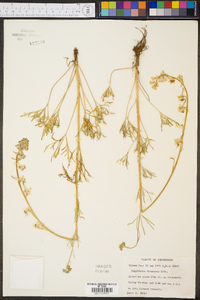 Delphinium carolinianum subsp. virescens image