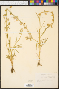 Delphinium carolinianum image