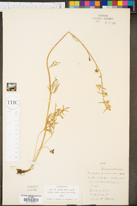 Delphinium carolinianum subsp. virescens image