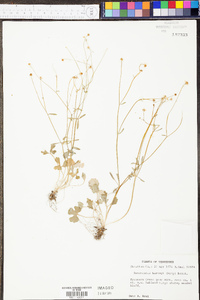 Ranunculus harveyi image