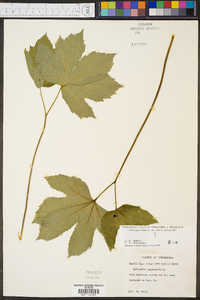 Hydrastis canadensis image