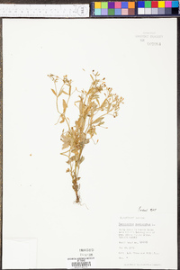 Ranunculus sceleratus image